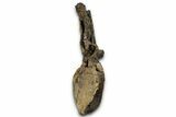 Fossil Sauropod (Apatosaurus) Vertebra - Bone Cabin Quarry #358789-7